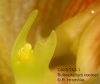 Bulbophyllum cootesii  (10)